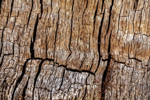 Bark structures, Primeval forest Urwald Sababurg, Weser Uplands, Weserbergland, Hesse, Germany