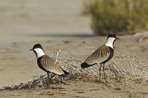 Spur-winged Lapwing (Vanellus spinosus), Silifke, Turkey