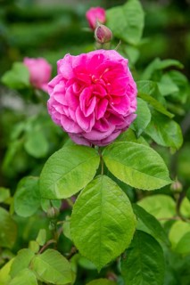 Close-up of red Austin rose type Mary Rose with leaves in Ystad rose garden, Skåne County, Sweden,