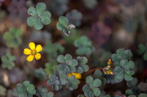 Horned sorrel, horn sorrel, hornfruit sorrel, neophyte, oxalidaceae, oxalis corniculata, sorrel,