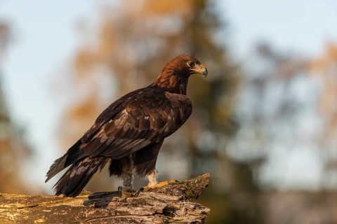 One golden eagle (Aquila chrysaetos) sitting on a broken and rotting log with fall foliage in the