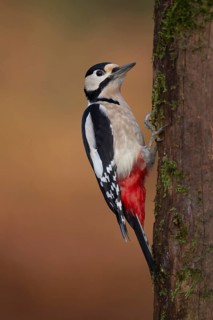 Great spotted woodpecker (Dendrocopos major) adult bird on a tree trunk in a woodland, England,