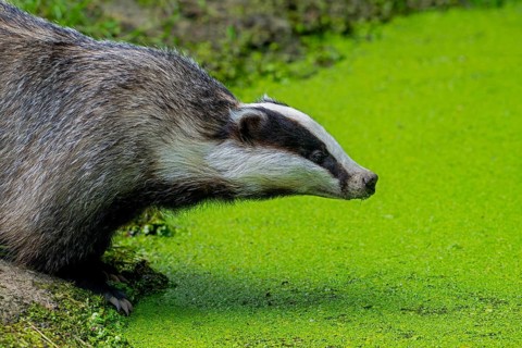 European badger (Meles meles) drinking water from pond covered in duckweed in spring, summer