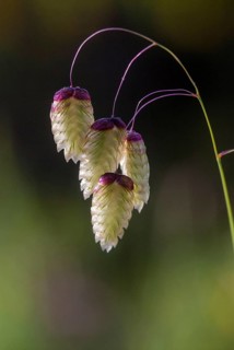 Briza Maxima, large trembling grass, poaceae, sweet grass, trembling grass, big quaking grass,