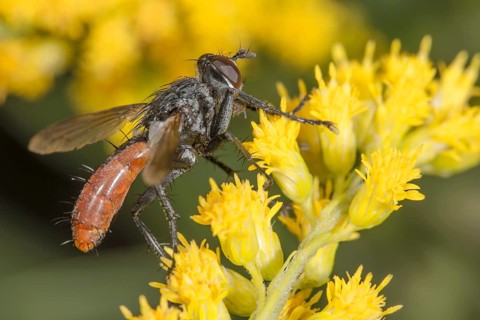 A two-coloured caterpillar fly (Cylindromyia bicolor) on a flower panicle of Solidago canadensis,