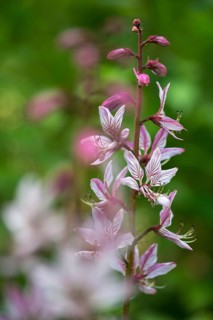 Ashwort, Burning Bush, Dictamnus Albus, Diptam, Rutaceae, Burning Bush, Dittany, Flora, Fraxinella,
