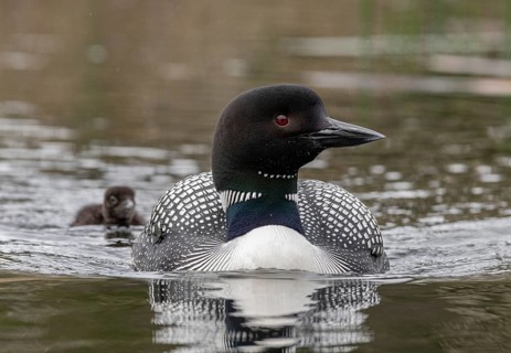 Great Northern Loon (Gavia immer) with chick, British Columbia, Canada