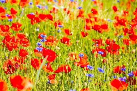Corn poppy (Papaver rhoeas) and cornflower (Centaurea cyanus) in bloom in a meadow, Saxon