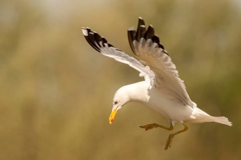 Caspian Gull (Larus cachinnans) flying, Romania