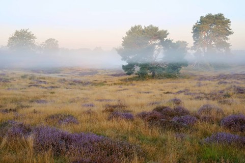 Scots pines (Pinus sylvestris) in heathland shrouded in morning mist, Westruper Heide, North