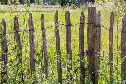 Flowers bloom on a wooden fence, Niederwiesa, Saxony, Germany