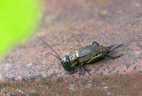 Field cricket, Gryllus campestris, ensifera, field cricket, crickets, insects, insects, long-feeler