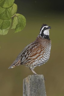 Northern Bobwhite (Colinus virginianus) male, Delaware, USA