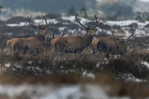 The first red deer (Cervus elaphus) lose interest and return to foraging, winter, cold, snow, deer