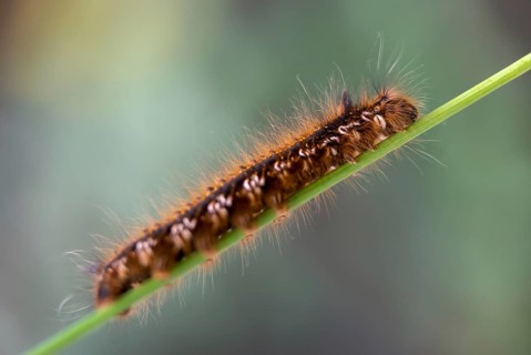 Euthrix potatoria, hen, grass hen, lasiocampidae, drinker, mealyworm, butterfly, drinker, inchworm,
