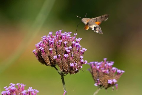 Butterfly, pigeon tail (Macroglossum stellatarum), also known as hummingbird butterfly or