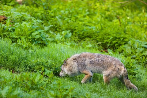 One eurasian gray wolf (Canis lupus lupus) walks over a green meadow in an open forest