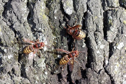 European hornet (Vespa crabro), tree trunk, food source, close-up, The sap flow of an oak tree is a