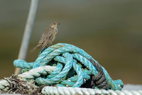 Rock pipit (Anthus petrosus) adult bird perched on a rope, Isle of Mull, Scotland, United Kingdom