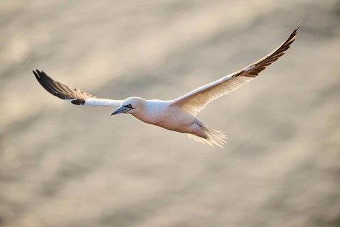 Northern gannet (Morus bassanus) flying over the sea at sunset, wildlife, Helgoland, Germany