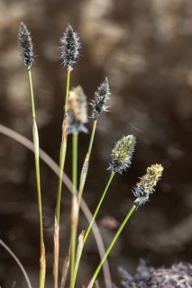 Cyperaceae, Eriophorum vaginatum, moor cotton grass, sour grass, sheath cotton grass, blossom,