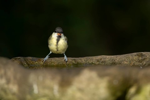 Great tit (Parus major) adult garden bird on a water bird bath, England, United Kingdom