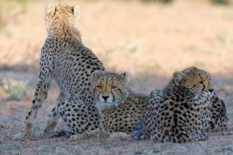 Cheetahs (Acinonyx jubatus), mother sitting with her two cubs lying in the dry grassland, looking