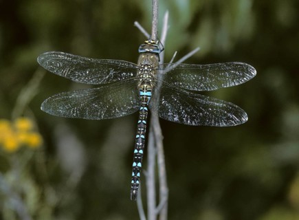 Aeshna Mixta, Autumn Mosaic Maiden, Autumn Mosaic Maiden, Migrant Hawker, Anisoptera, Damselflies,