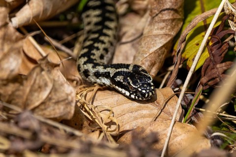 A snake slithers through light and dark foliage, well camouflaged thanks to its patterned skin: an