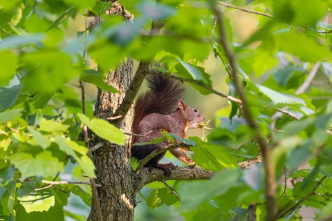 A  squirrel or Eurasian  squirrel (Sciurus vulgaris) eats from a Corylus colurna