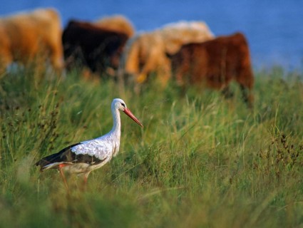 Ciconia ciconia, white stork, birds, ciconiiformes, foraging, leo, foraging, foraging, cattle,