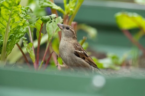 House sparrow (Passer domesticus) adult garden bird feeding on a Swiss chard vegetable plant,