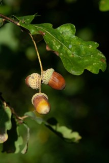 Beech plants, English oak, European oak, fagaceae, quercus robur, autumn, common oak, acorn, flora,