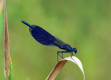 Banded demoiselle, calopteryx splendens, banded dragonfly, damselflies, dragonflies, insects, leo,