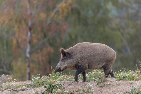 One adult wild boar or wild pig (Sus scrofa) searching for food on a flowering meadow in late