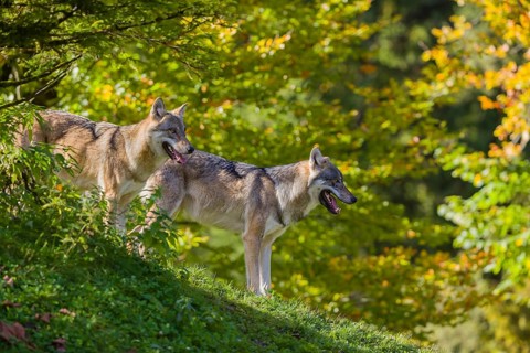Two eurasian gray wolves (Canis lupus lupus) stand on a hill, observing the area. A forest in fall