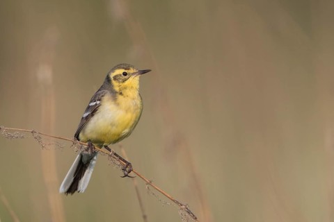 Citrine Wagtail - Zitronenstelze - Motacilla citreola ssp. citreola, Russia