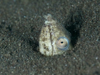 A sand snake eel (Ophichthus altipennis), also known as a snake eel, is partially buried in the