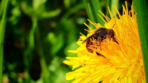 A bee (avis) collects pollen from a yellow dandelion flower (taraxacum), Rennsteig, Franconian