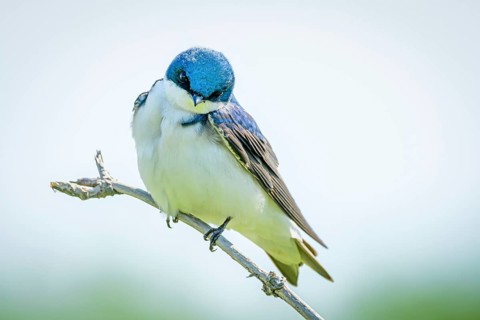Tree Swallow, (Tachycineta bicolor), George C. Reifel Migratory Bird Sanctuary, Delta, British