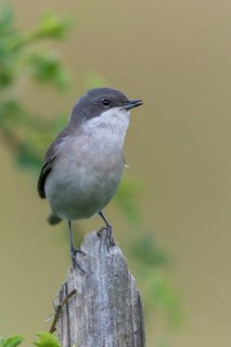 Rattleswarbler, Lesser Whitethroat, Sylvia Curruca, Birds, Garden, Garden Fence, Song, High Size,