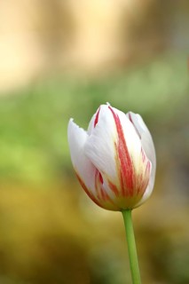 Tulip (Tulipa), flower red-white colour in a flower bed Wilnsdorf, North Rhine-Westphalia, Germany