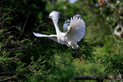 Great Egret (Egretta thula), adult, flying, St. Augustine, Florida, North America, USA