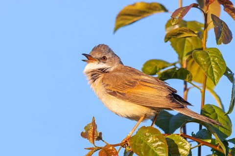 Common whitethroat (Sylvia communis), Fauvette grisette, Curruca Zarcera, Songbird, Shrub Wren,