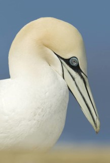 Northern Gannet (Morus bassanus), Quebec, Canada