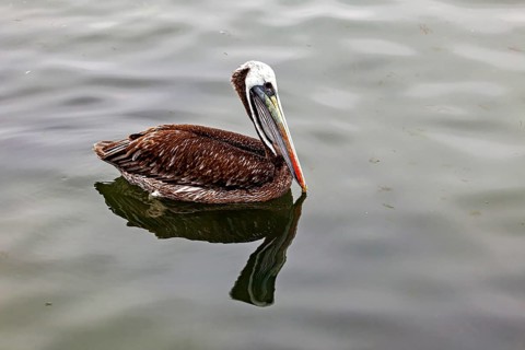 A solitary pelican resting calmly on the water, with its reflection creating a soothing atmosphere,