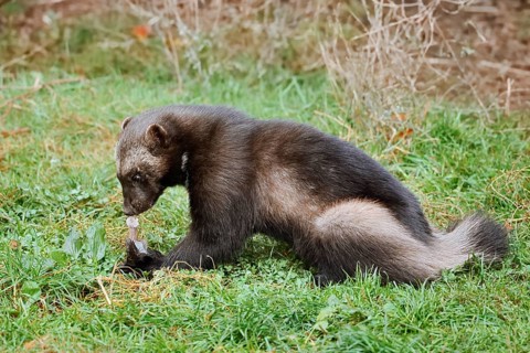 Wolverine or bear marten (Gulo gulo) sits feeding in a meadow, captive, Germany