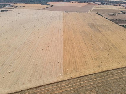 Numerous round bales lie scattered across a vast grain field on the Spanish Balearic island of