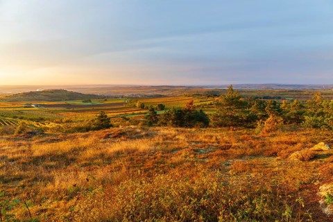 Vineyards at sunrise in Retz, Lower Austria
