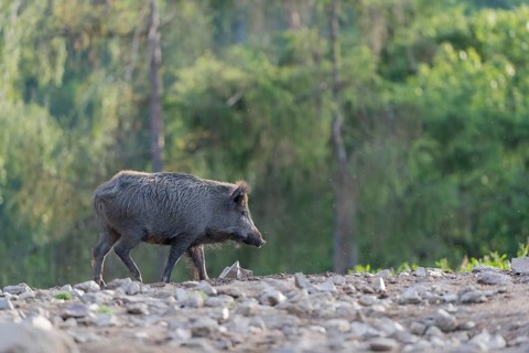 One wild boar or wild pig (Sus scrofa), standing on a hill of debris, with a forest in the